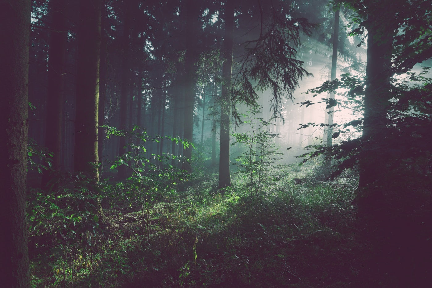 Ancient forest at dawn — slow growth, deep roots, enduring beauty. ZELVE slow fashion manifesto.