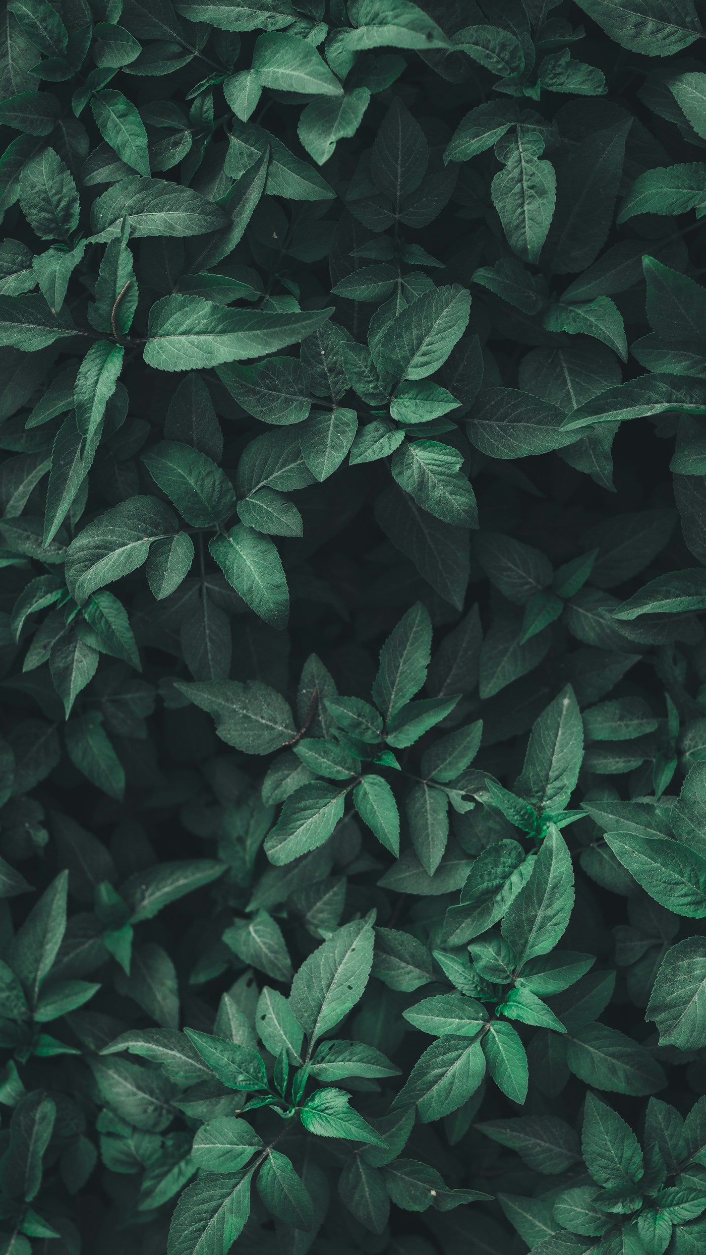 Lush green leaves with morning dew — sustainable luxury and nature editorial by ZELVE